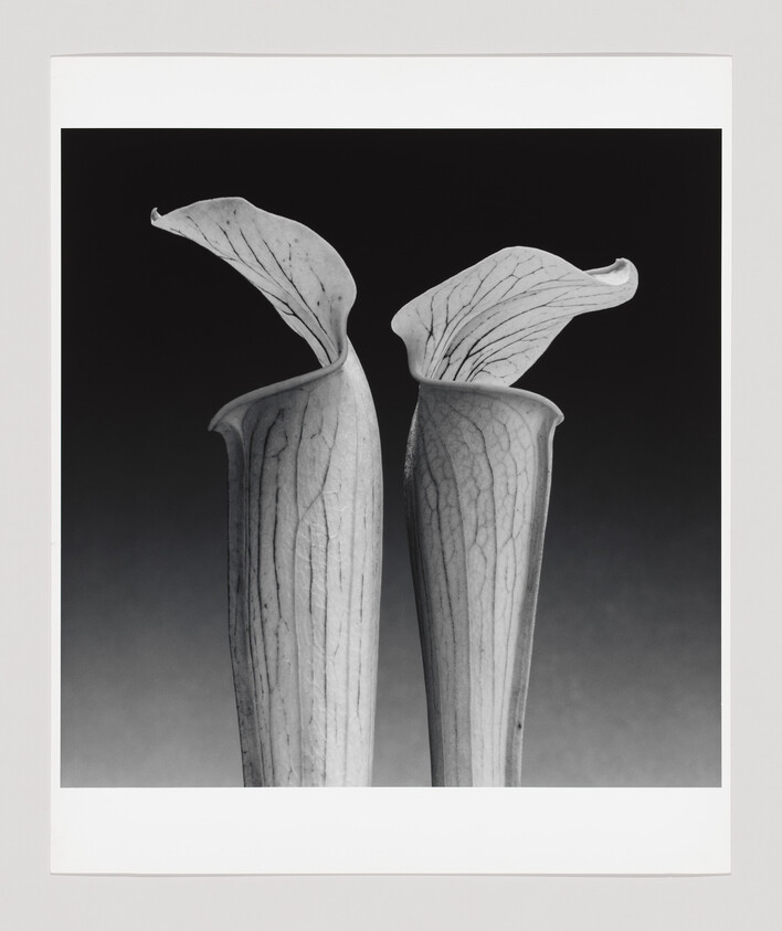 Two tall pitcher plants with flared, veined tops standing side by side against a dark background.