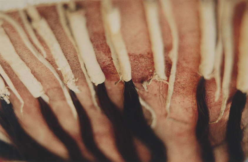 Scalp with multiple dreadlocks being wrapped and secured with cloth strips.