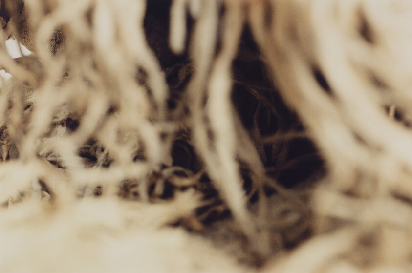Tangled beige fibers create a dense, blurred nest-like texture in close-up view.