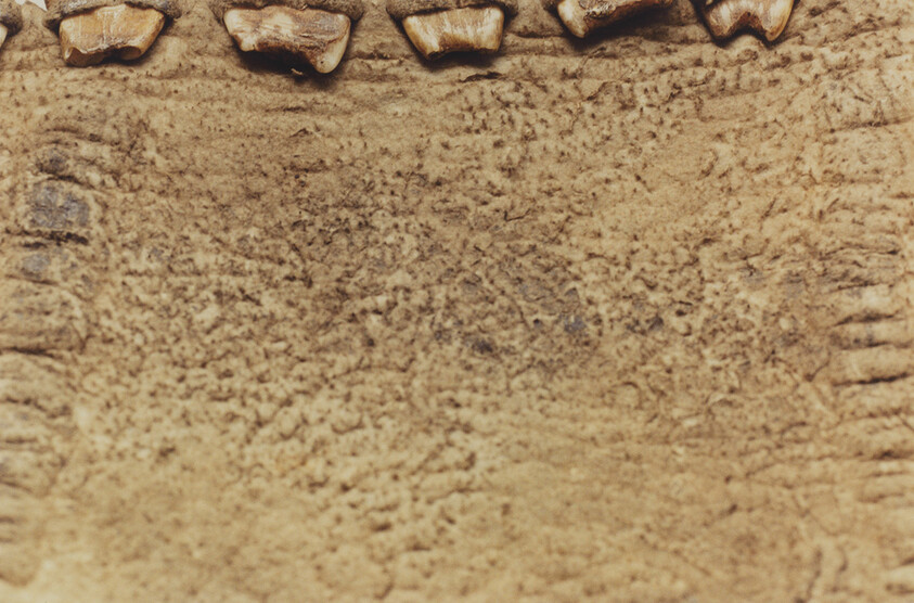 Close-up of worn tan leather with stitched edges and small teeth-like beads along the top.