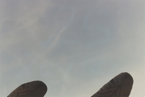 Two large dark leaves frame a pale, cloudy sky with soft light.