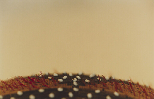 Close-up of a textured brown surface covered with small white beads and short red bristles.
