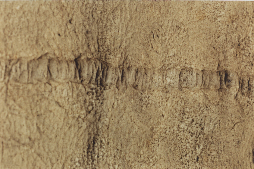 Long segmented fossil trace runs horizontally across weathered sandstone bed showing repeated ridges.