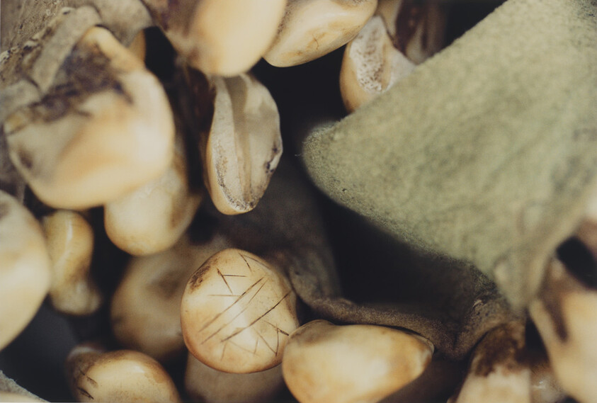 Pale seeds nestled in a fuzzy green pod, some showing scratch-like markings.
