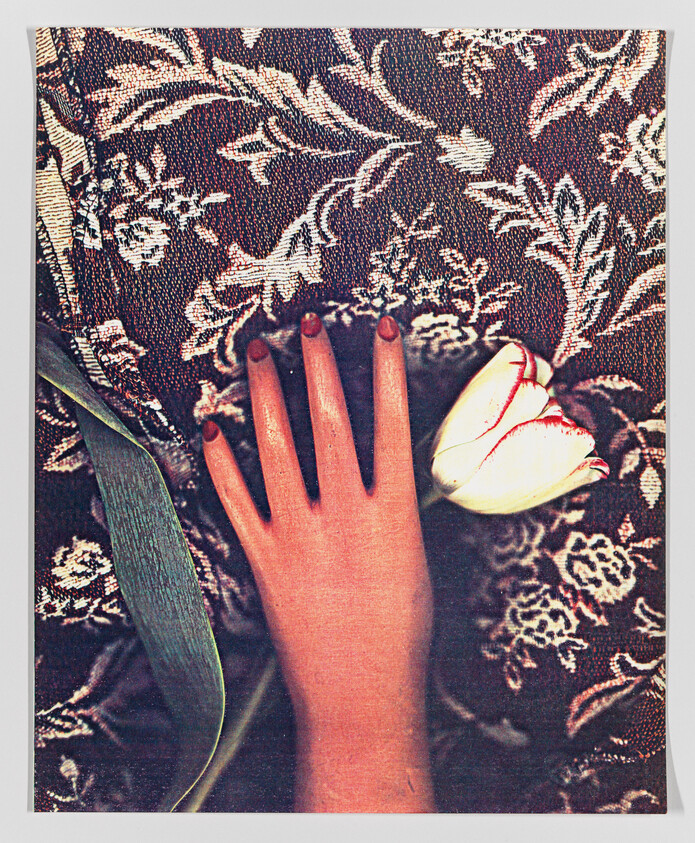 A hand with red nail polish rests on a floral fabric beside a white tulip with red streaks. Vintage textured effect.