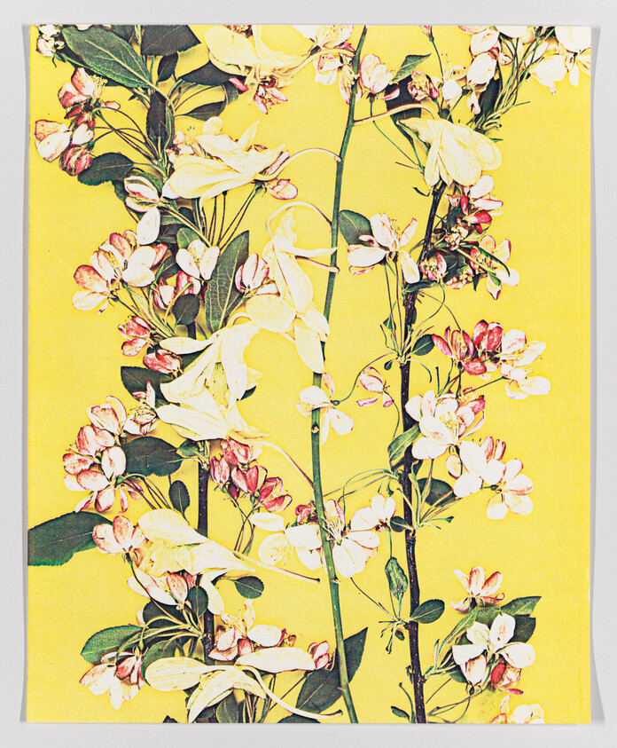 Illustration of white and pink flowers with green leaves on a bright yellow background.
