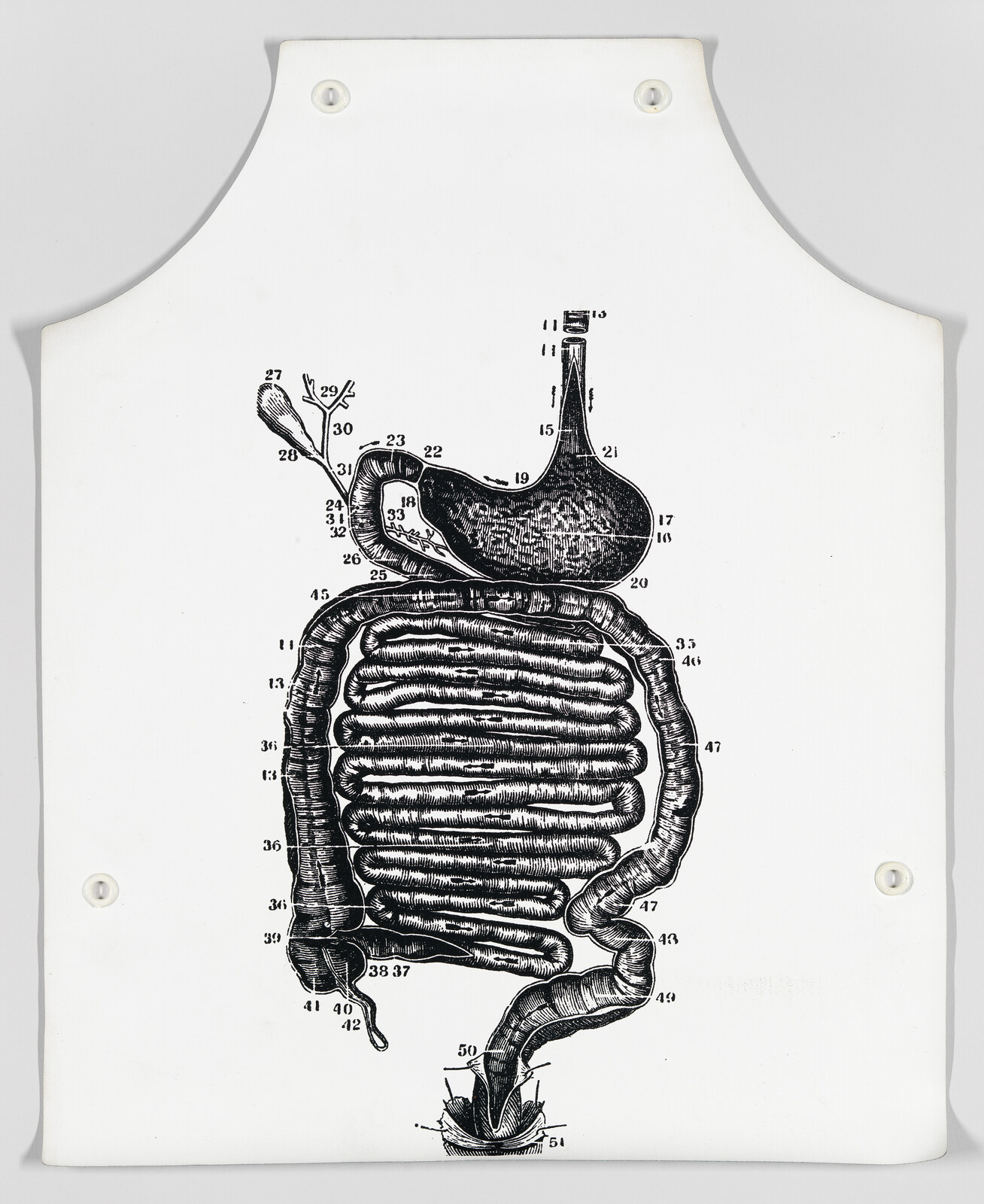 Detailed black-and-white anatomical drawing of the human digestive tract with numbered parts labeled.