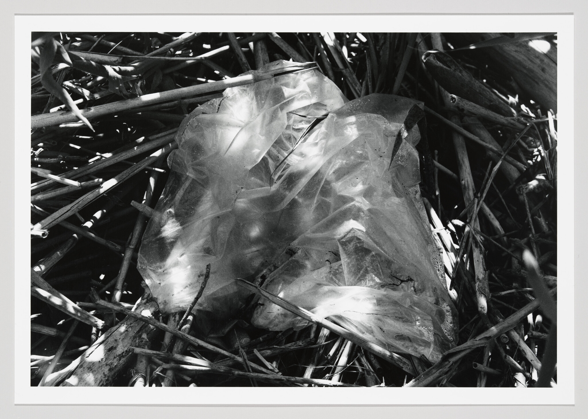 A crumpled plastic bag lies amidst a tangle of dry sticks and vegetation in a black and white photograph, highlighting environmental pollution.