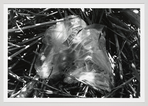 A crumpled plastic bag tangled among dry reeds and sticks on the ground.