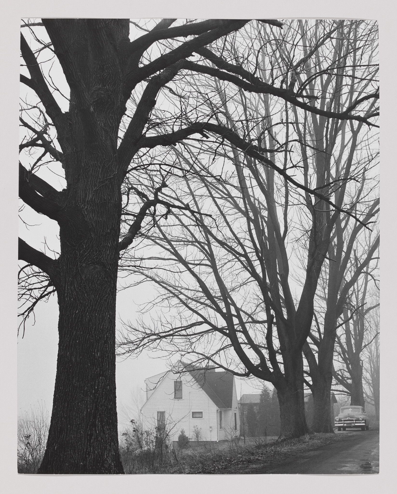 Large leafless trees line a foggy road beside a small white house and a parked car.