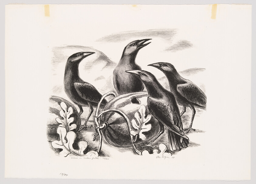 Four crows gather around a large round fruit amid oak leaves, one crow calling.