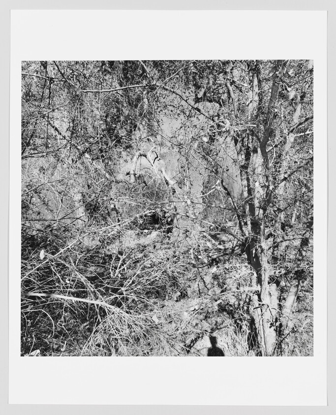 Dense leafless trees and tangled underbrush with a person's shadow visible at the bottom.