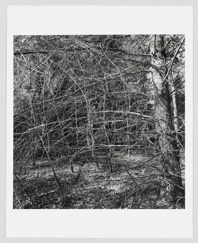 Tangled leafless branches form a dense thicket around a tree trunk in a winter forest.