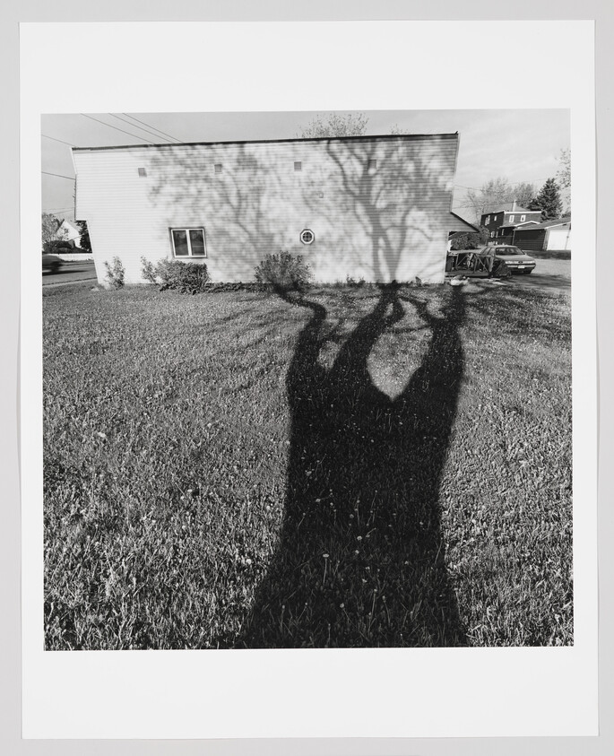 Large tree shadow stretches across a lawn toward a light-colored house wall with a window.