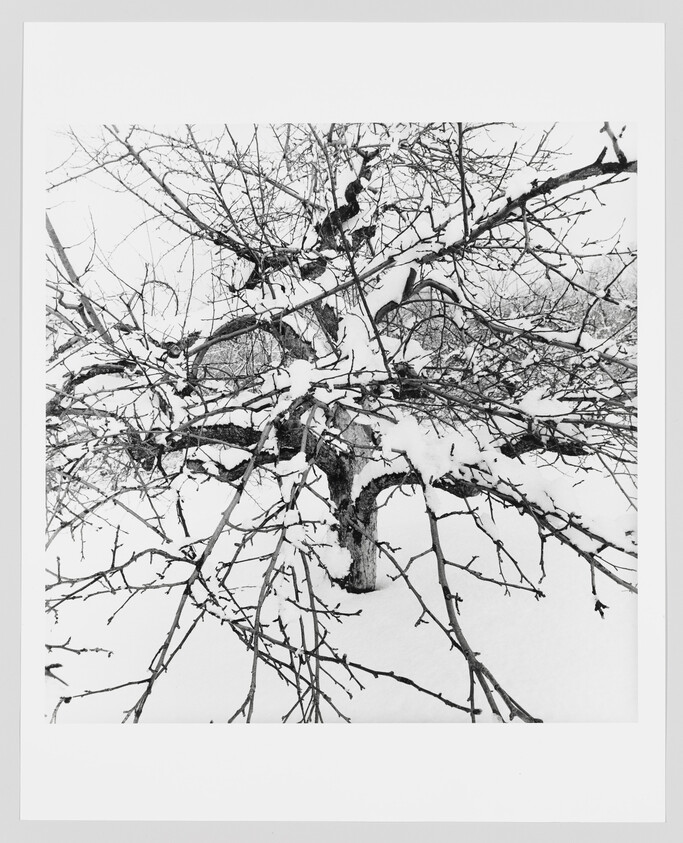 A leafless tree with many branches heavily coated in snow standing in a snowy landscape.