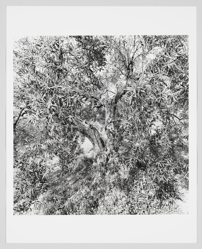 Large gnarled tree with thick trunk, textured bark, and dense leafy branches.