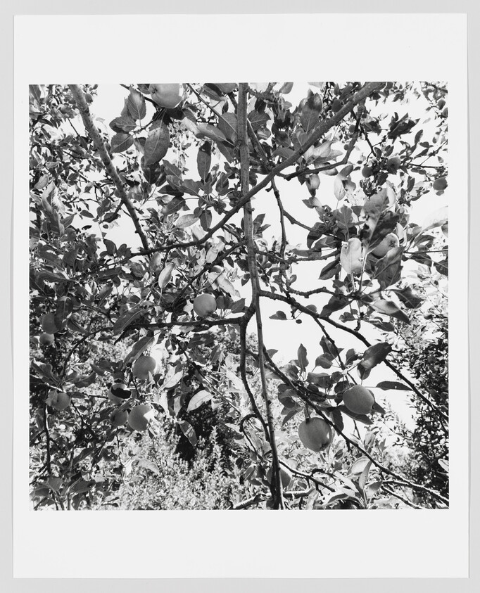 Ripe apples hang from a network of leafy branches against a bright sky.