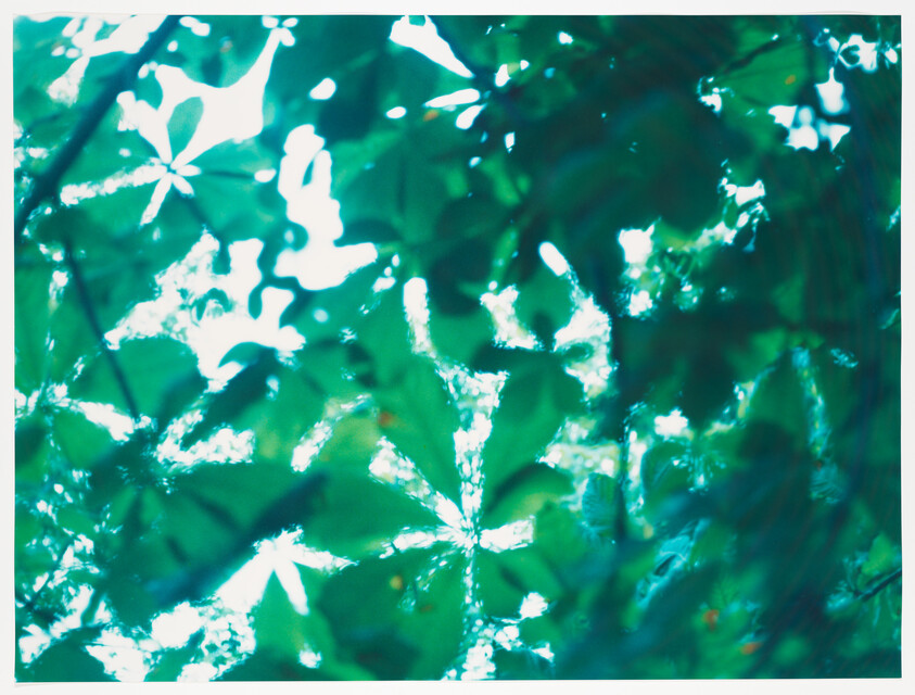 Green leaves with sunlight filtering through, creating bright dappled patterns across the foliage.