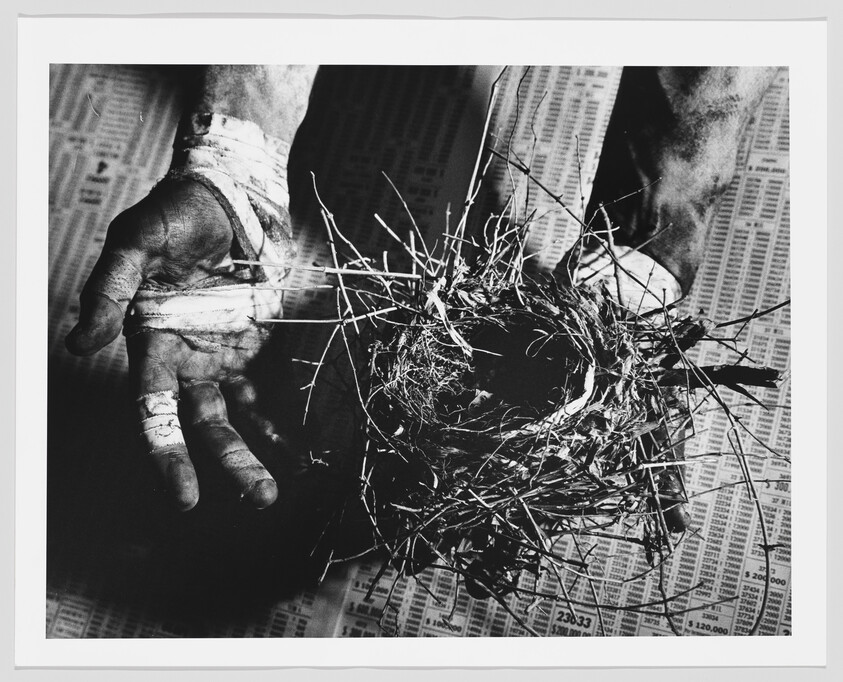 Bandaged hands carefully hold a small bird's nest over a sheet of newspaper.
