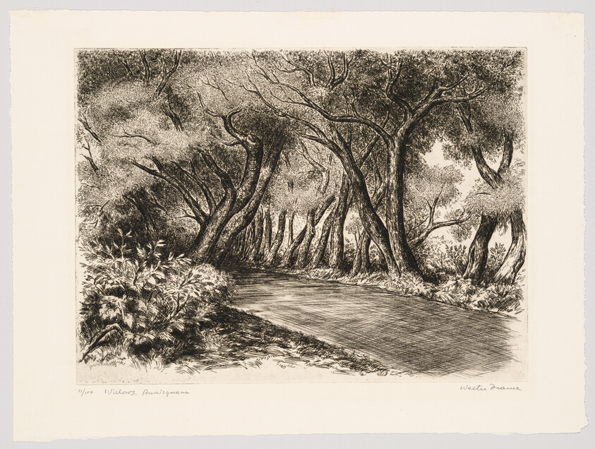 A shaded winding road passes under a canopy of tall, arching trees beside dense undergrowth.