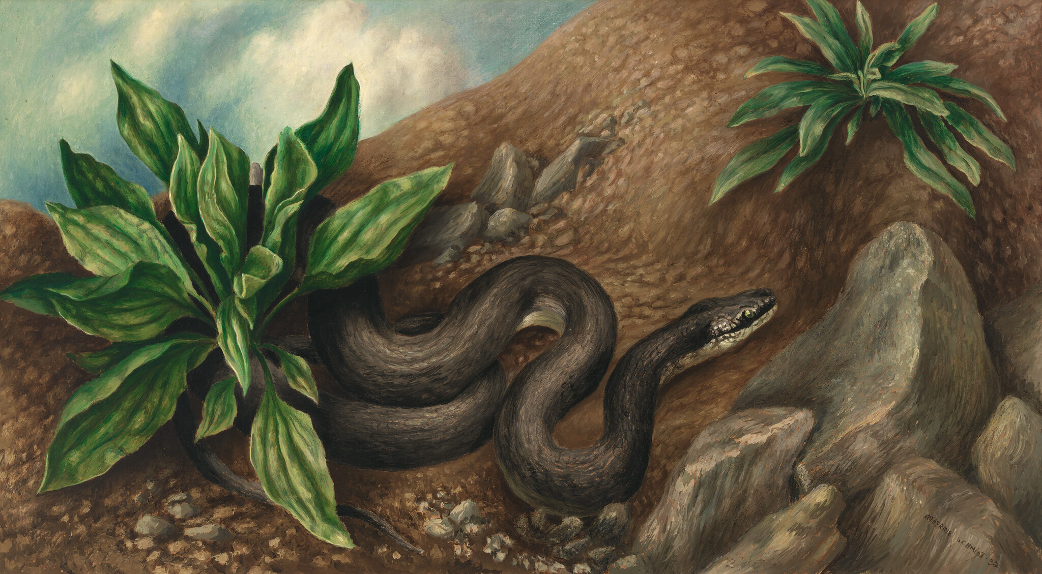 A dark snake coils on rocky ground next to broad green plants under a cloudy sky.