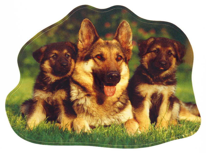 A German Shepherd adult dog is flanked by two puppies on a grassy field, with a backdrop of greenery. The image has a unique, wavy border contour.