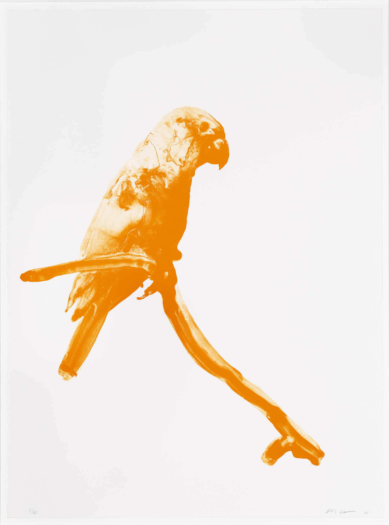 An orange parrot silhouette perched on a branch against a plain white background.