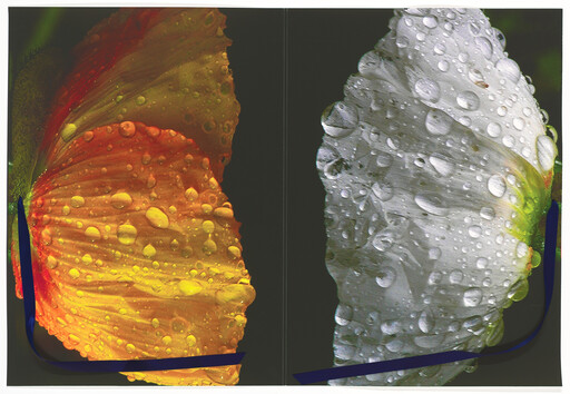 Two large wet flower petals, one orange and one white, covered in water droplets against a dark background.