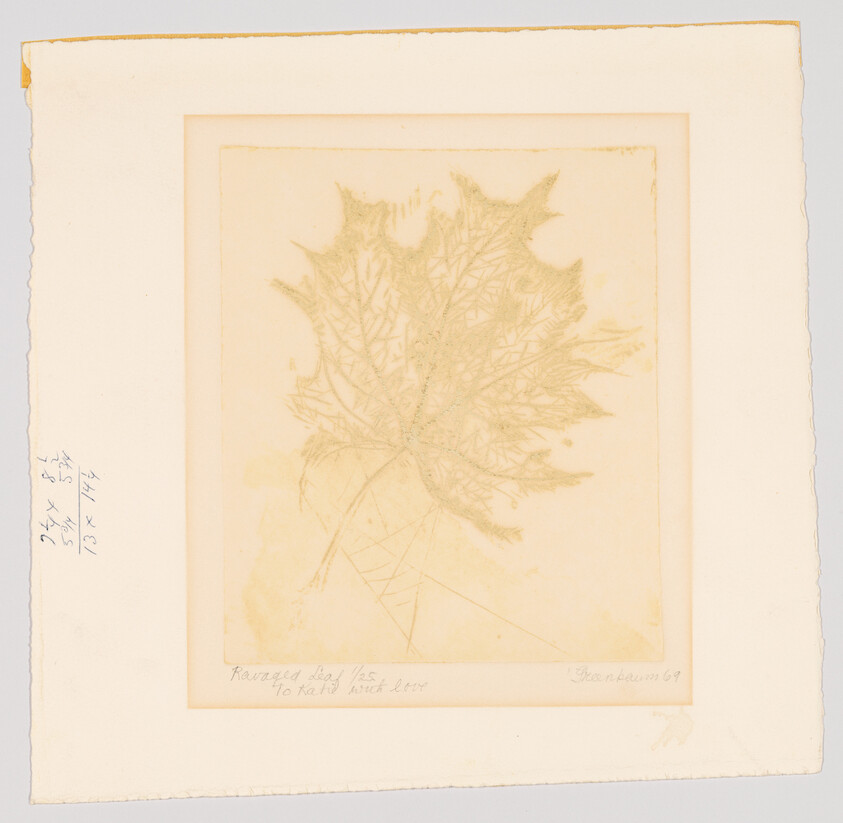 A pale etching of a large maple leaf centered on cream archival paper with deckled edges.