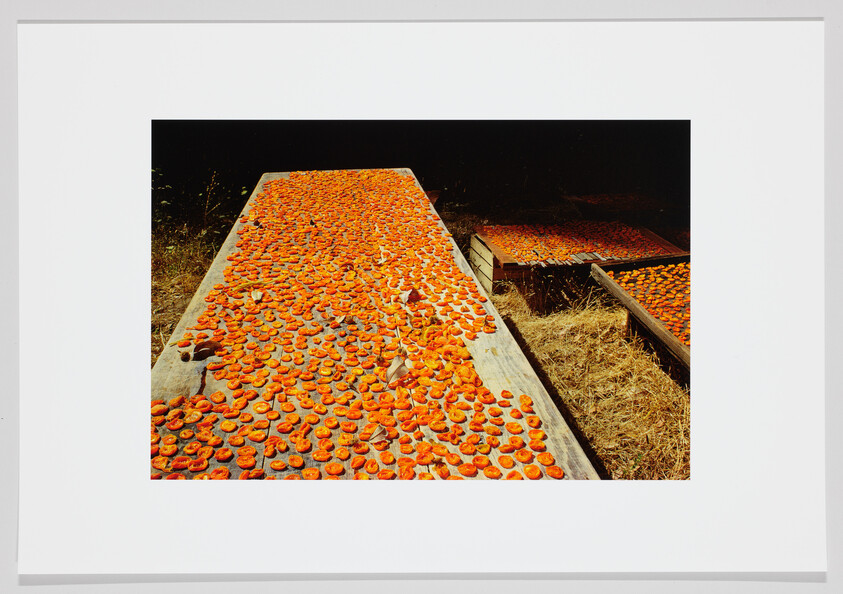 Rows of halved orange apricots spread across wooden drying racks in a sunlit field.
