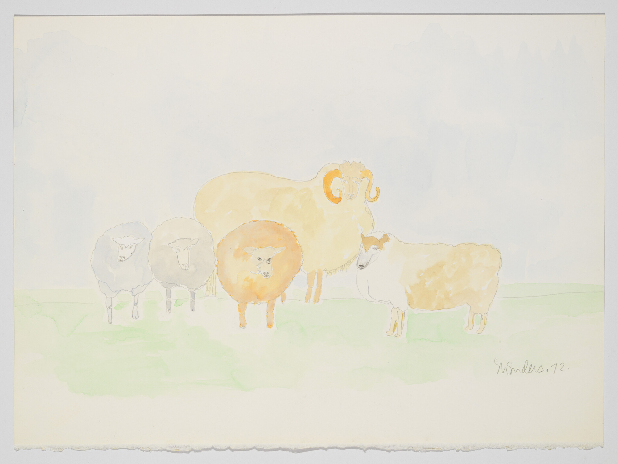 Five sheep stand on pale grass with one ram showing curved horns.
