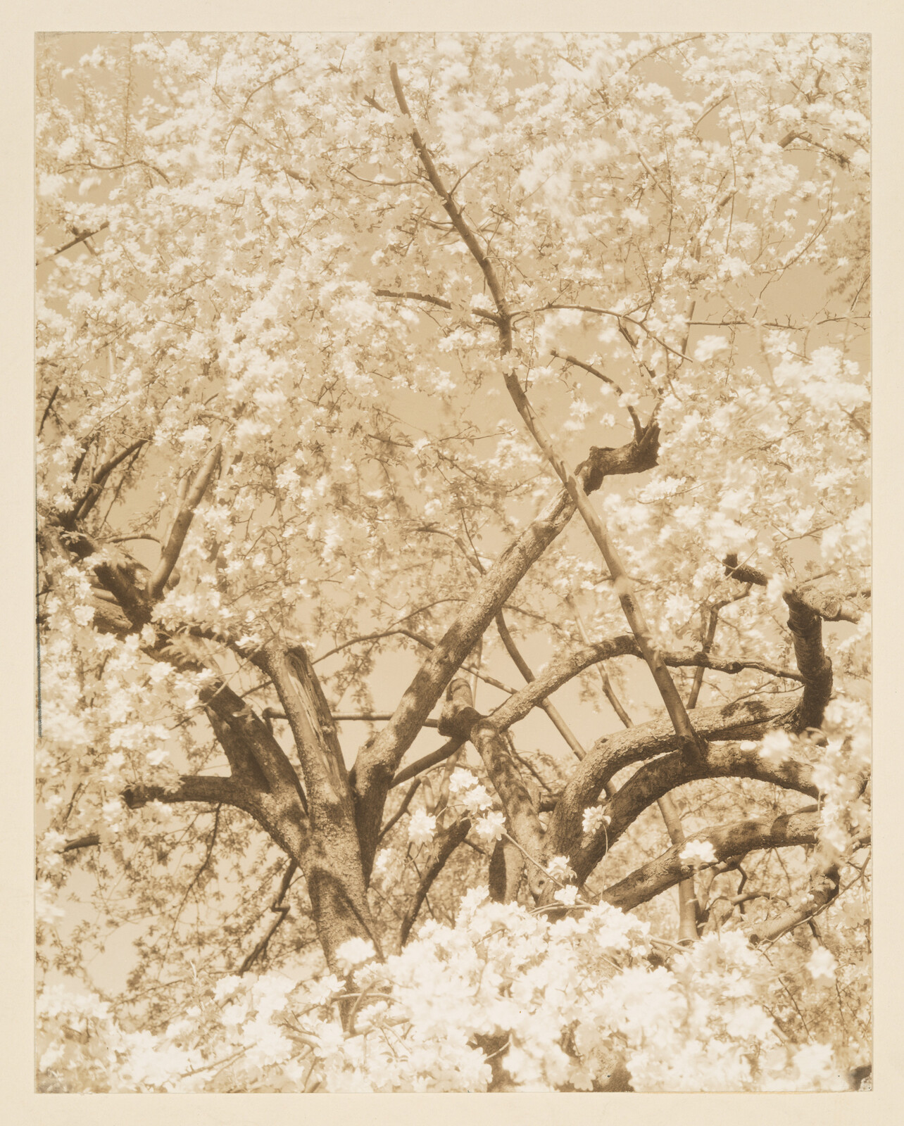 A large flowering tree with twisted branches covered in many delicate spring blossoms.