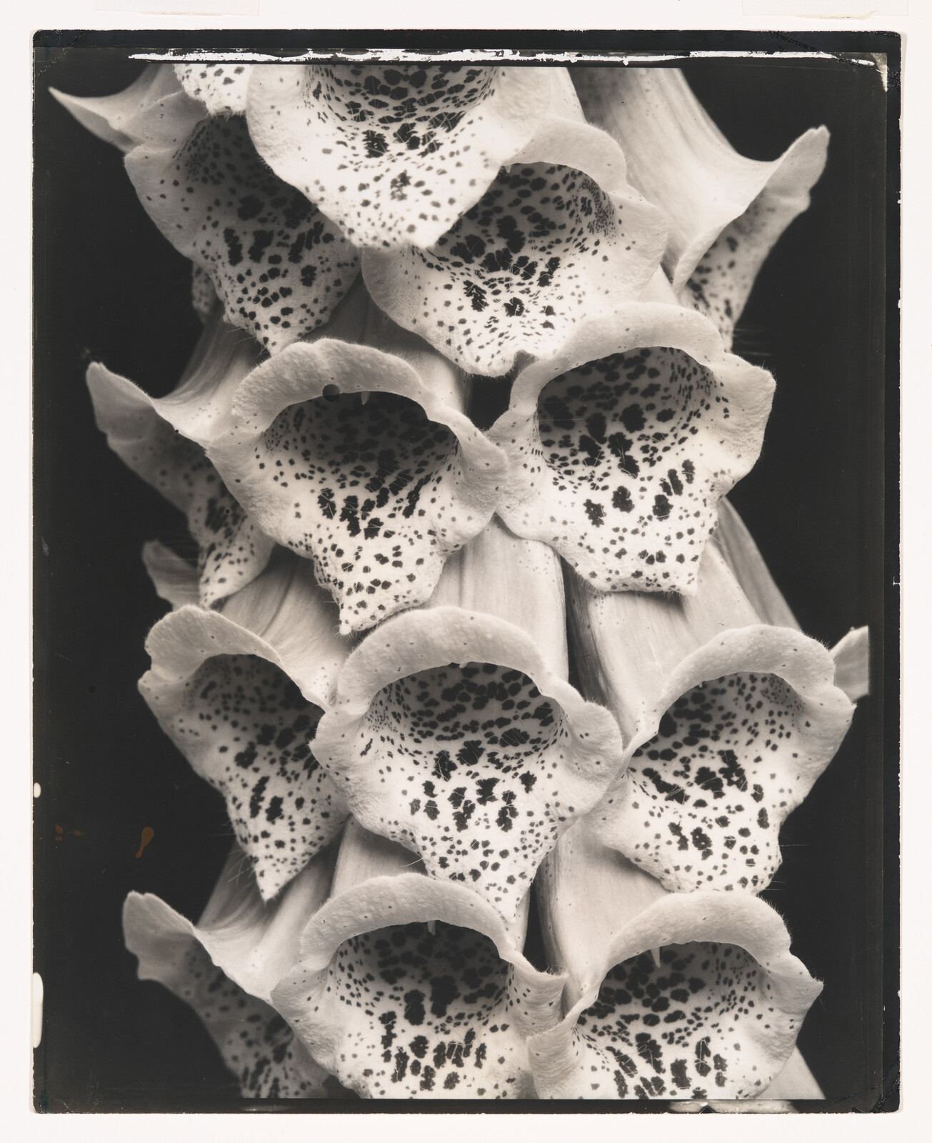 Close-up of layered foxglove blossoms with spotted throats forming a vertical column.
