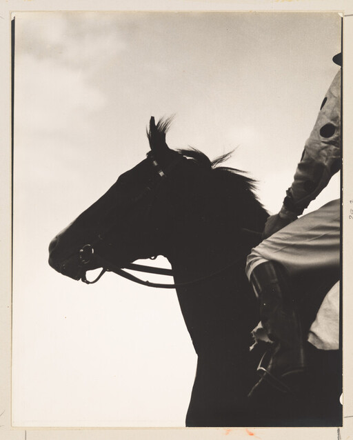 Silhouetted racehorse with jockey's legs and reins against a bright sky.