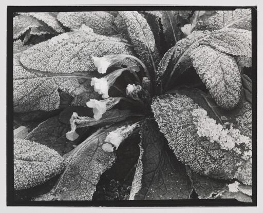 Large leaves and small flowers are covered in frost crystals.