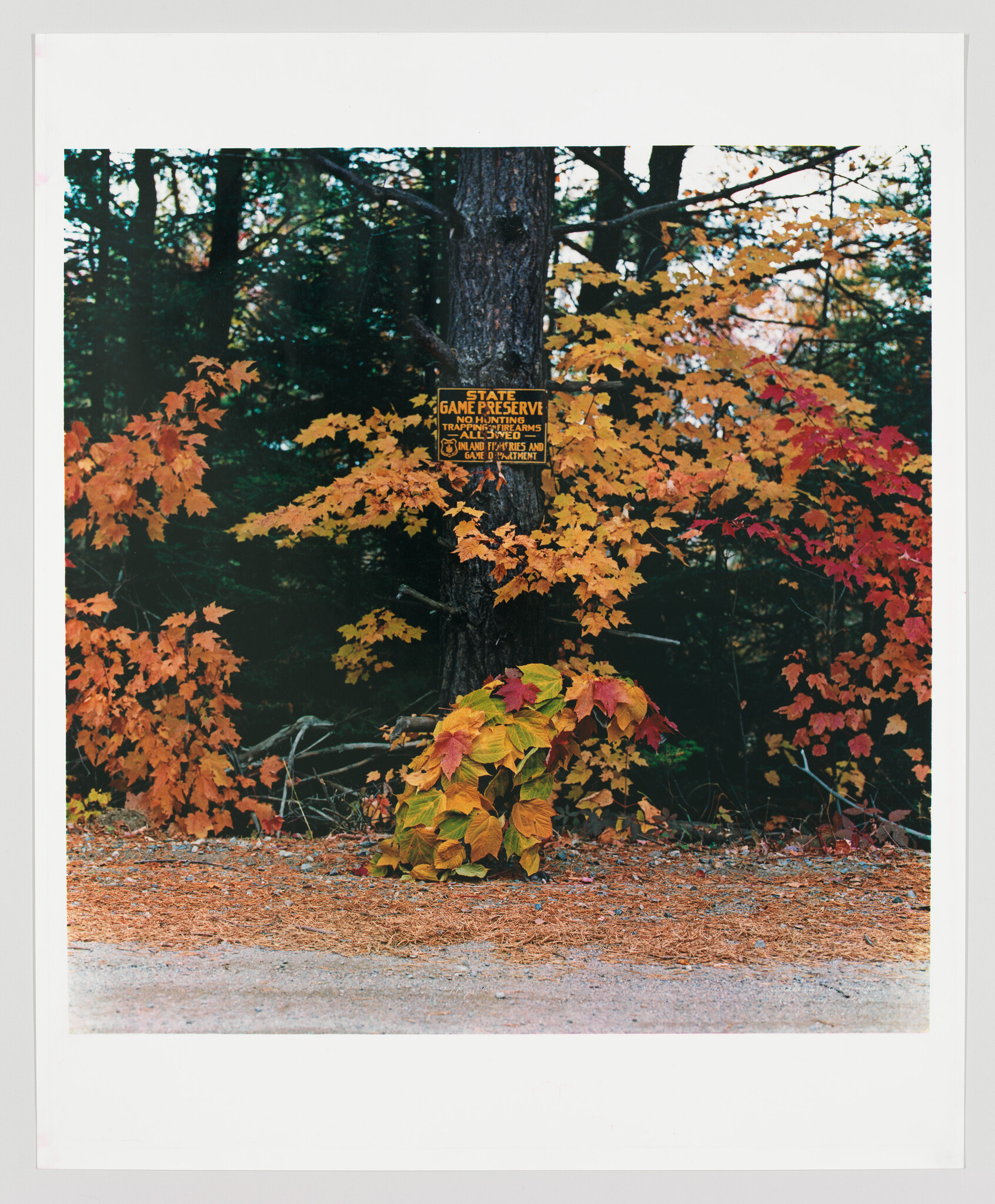 A peculiar mound of red, orange, yellow, and green leaves sits at the side of the road beside woods full of leaves of the same colors.