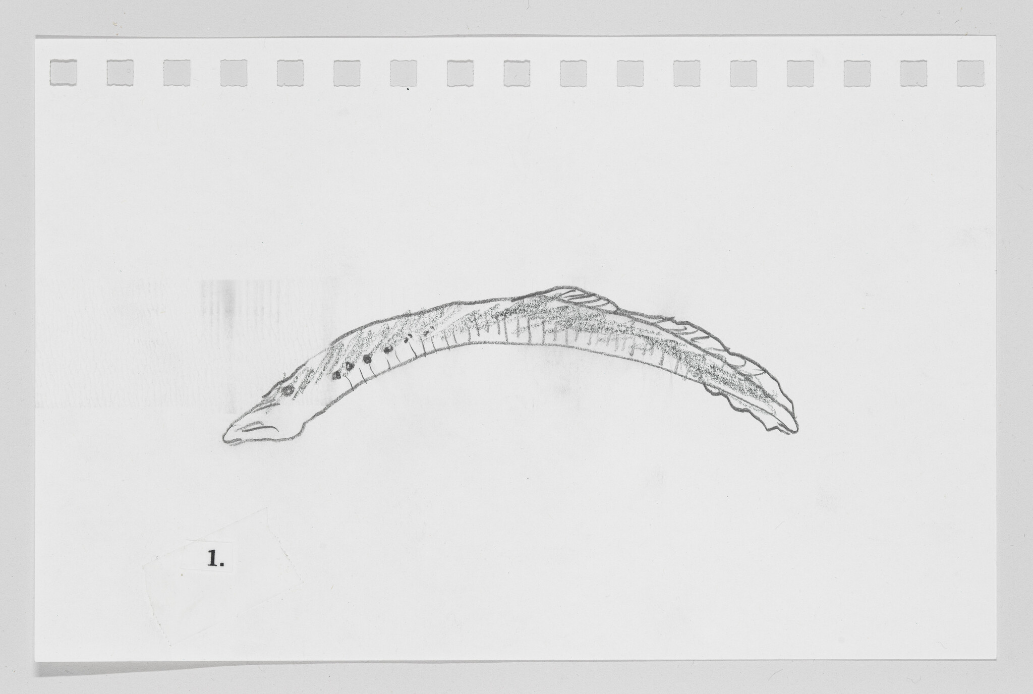 Sketch of a dinosaur on a piece of paper with perforated edges, labeled with the number 1.