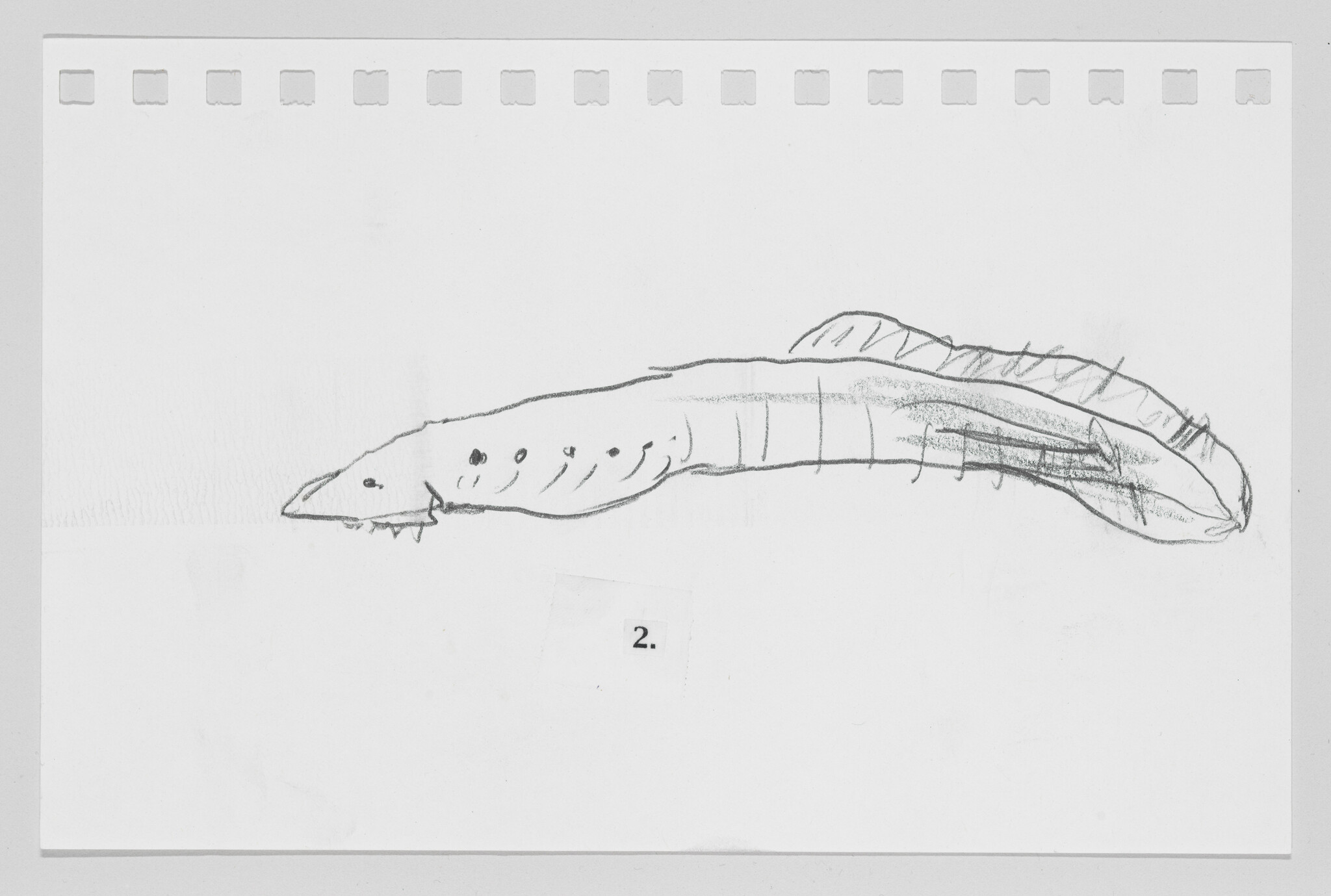 Sketch of a caterpillar on a white background with perforated paper edges visible.