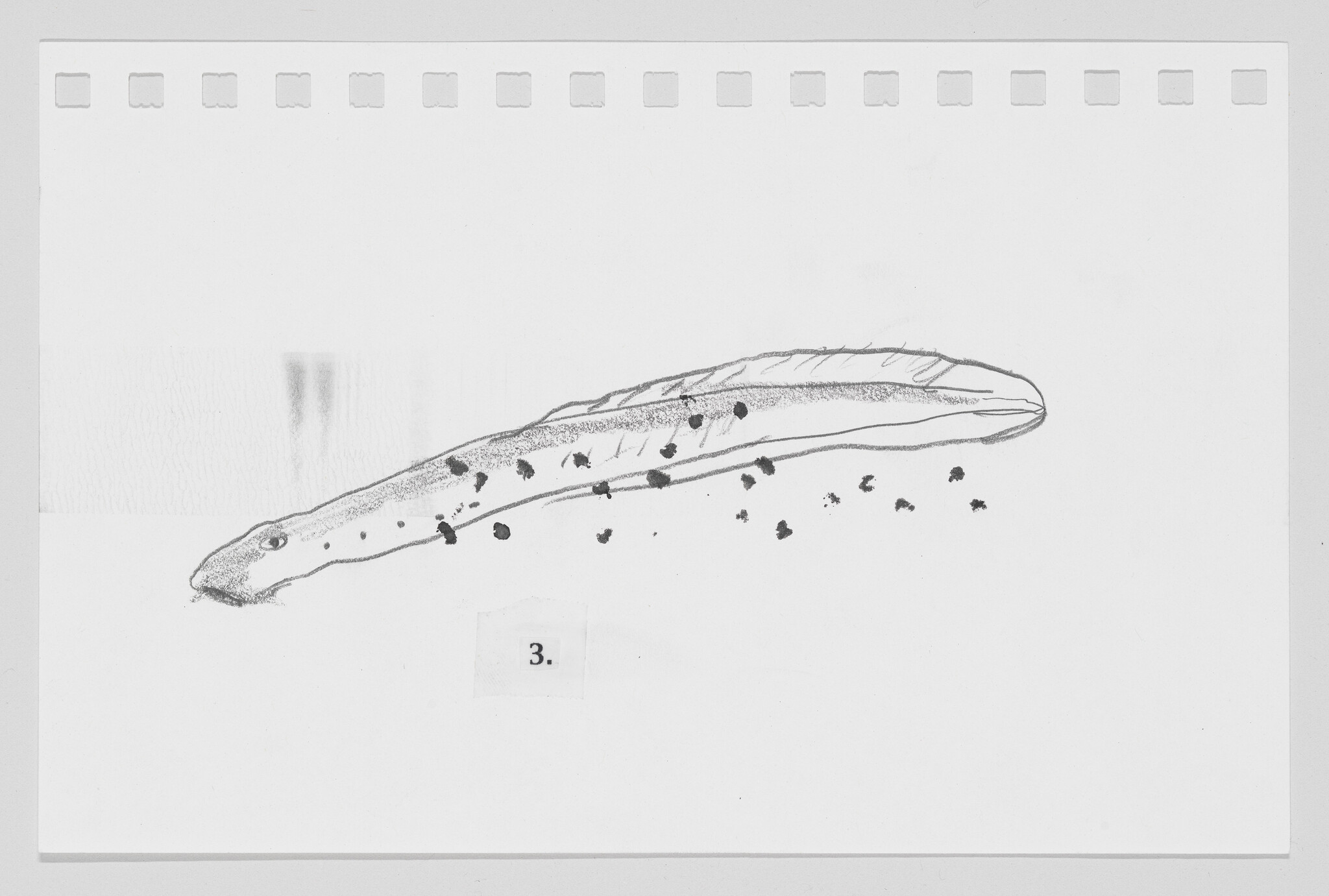 Hand-drawn sketch of a caterpillar with spots on a white background, numbered 3.
