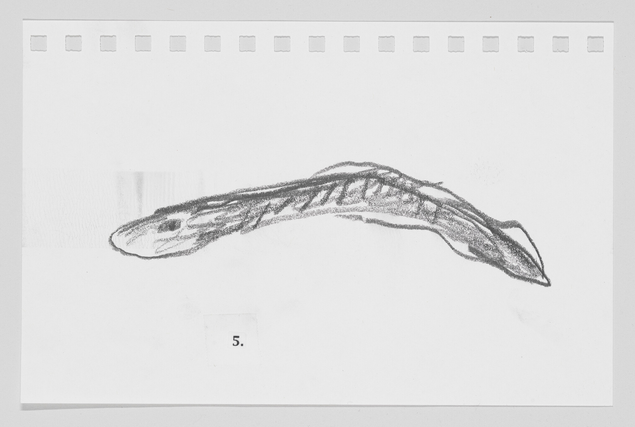 Sketch of a whale on white paper with perforated edges, labeled with the number 5.