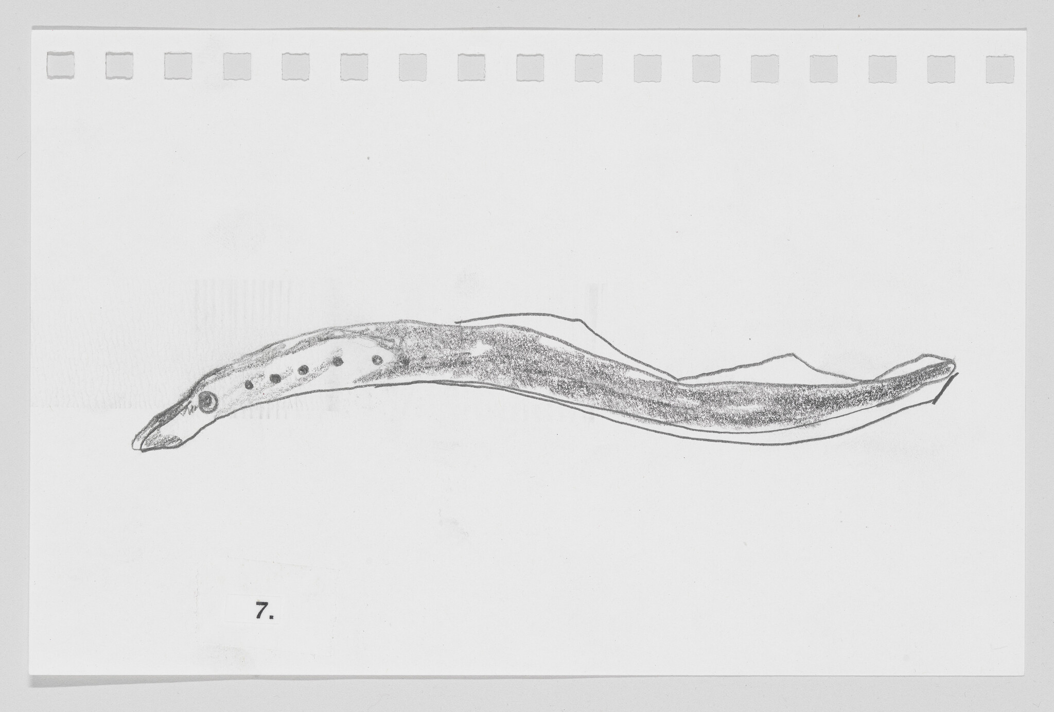 Sketch of a slender, eel-like creature on a white background, labeled with the number 7.