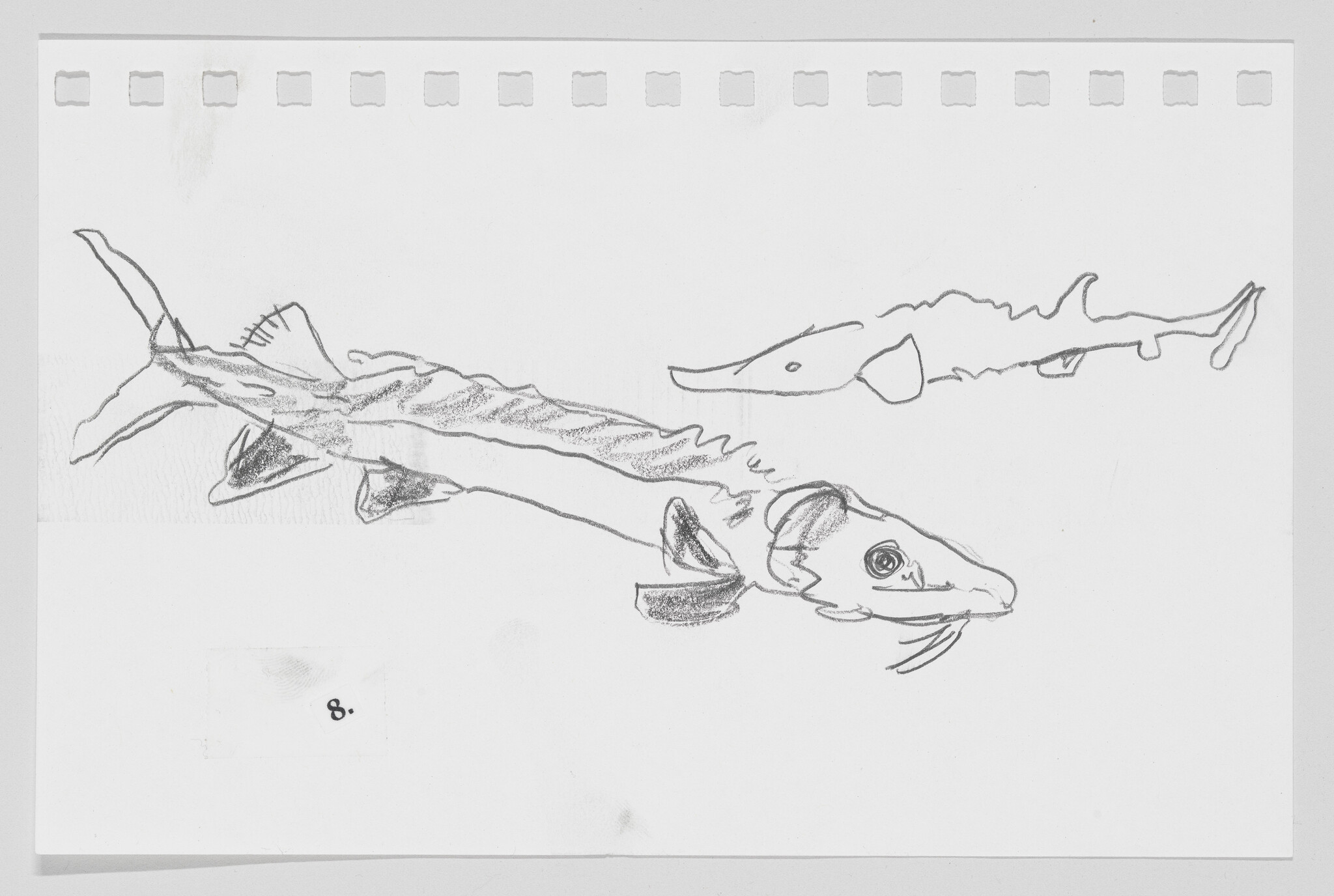 Sketch of three fish on paper, with the one in the foreground having detailed features.