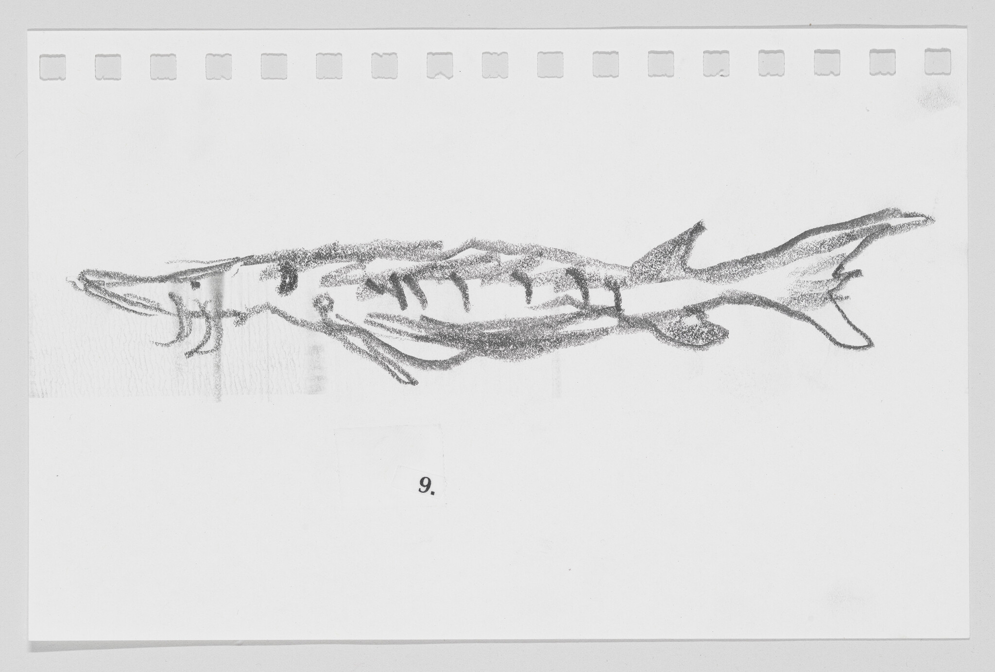 Sketch of a shrimp on a white background with perforations along the top edge, resembling a page from a sketchbook.