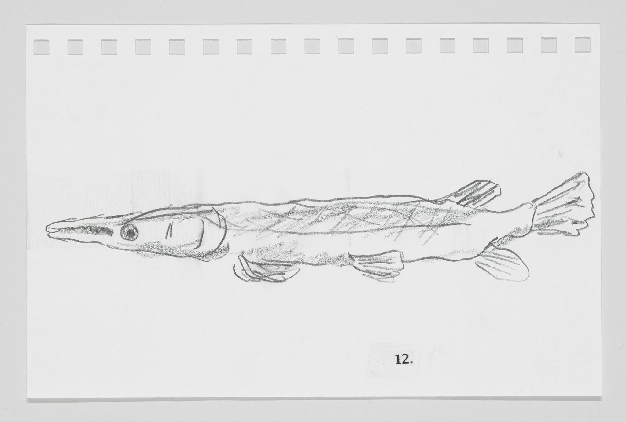 Sketch of a fish on a piece of paper with perforated edges, labeled with the number 12.