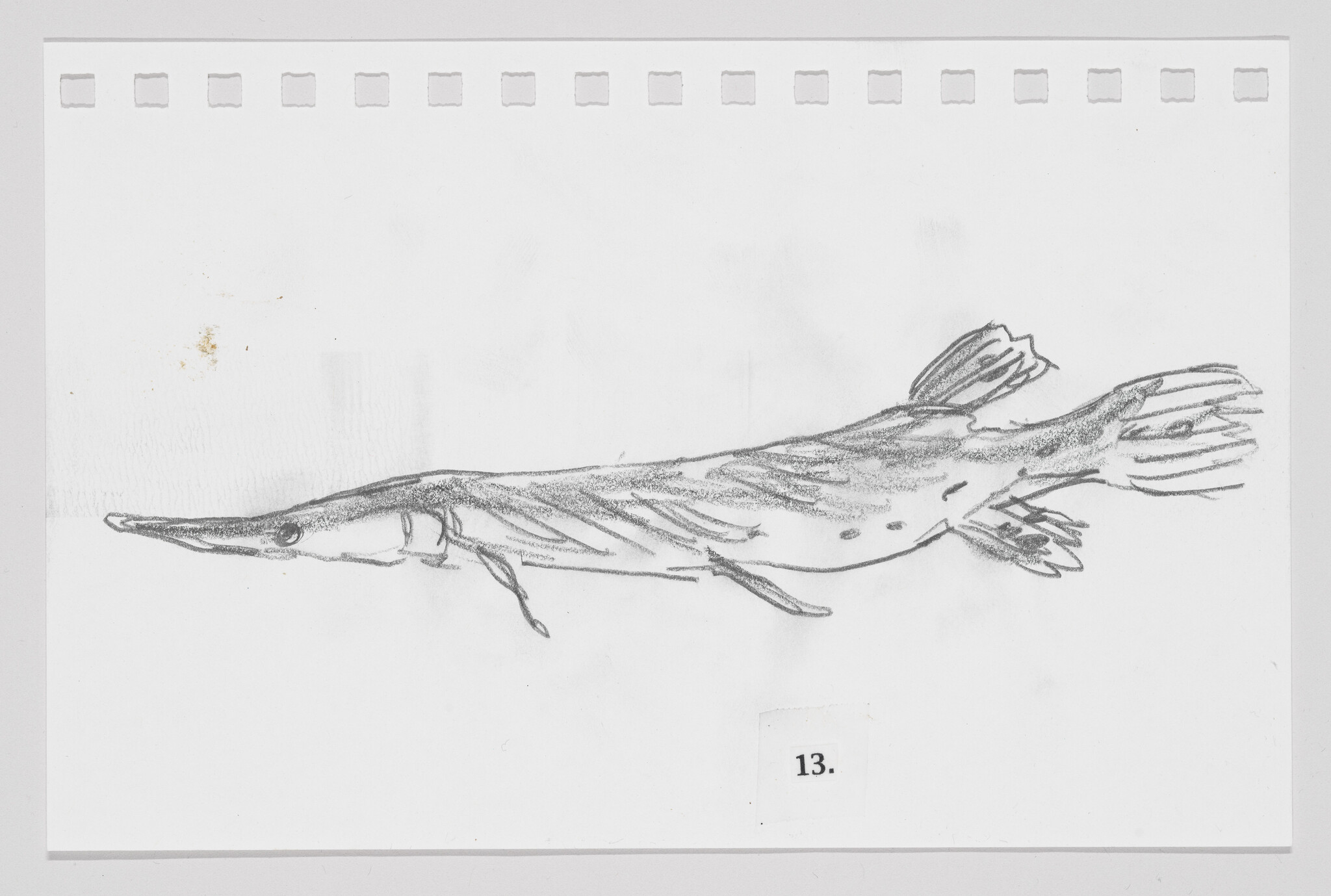 Sketch of a fish-like creature on paper with perforated edges, labeled with the number 13.