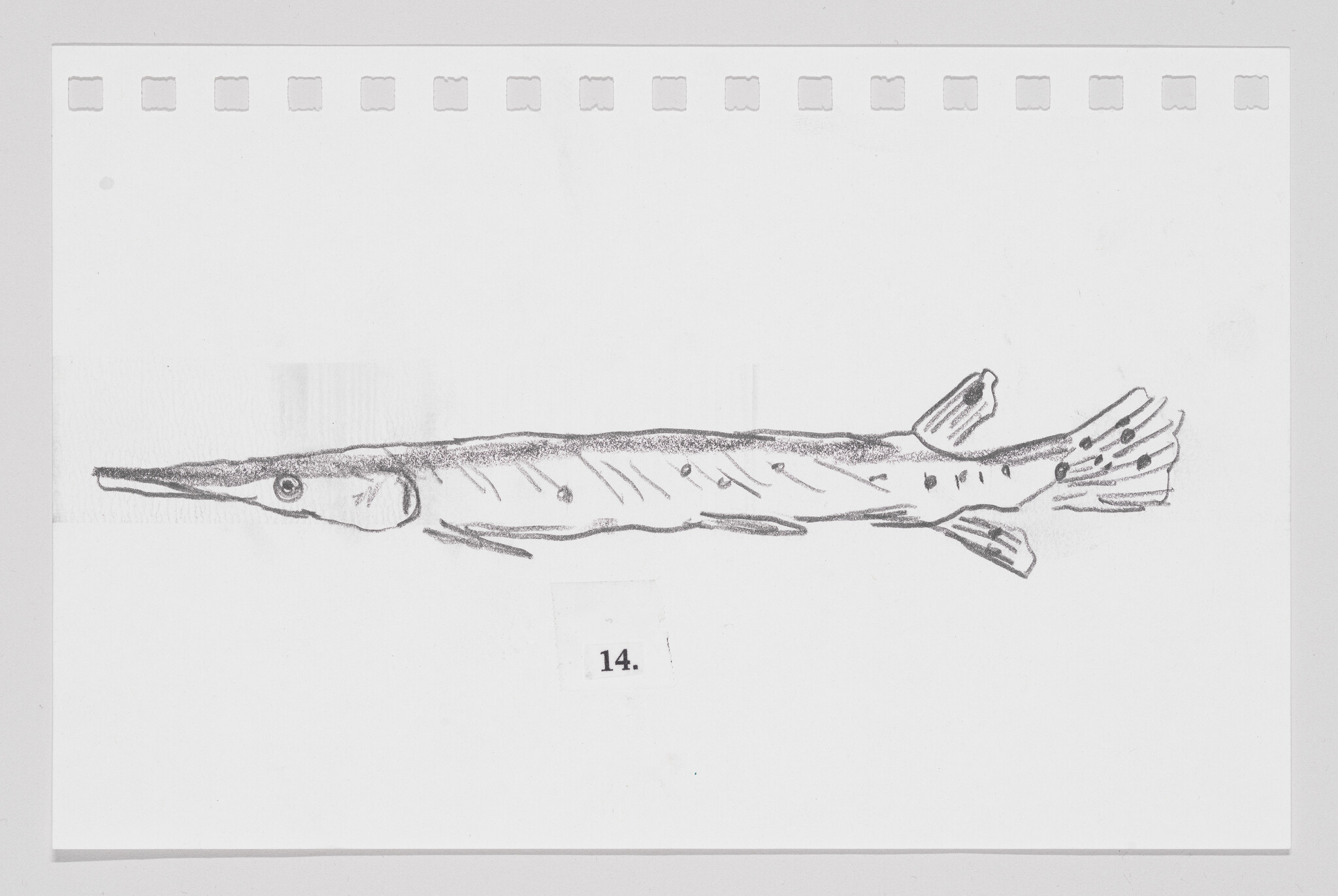Sketch of a long, slender fish on a piece of paper with perforated edges, labeled with the number 14.