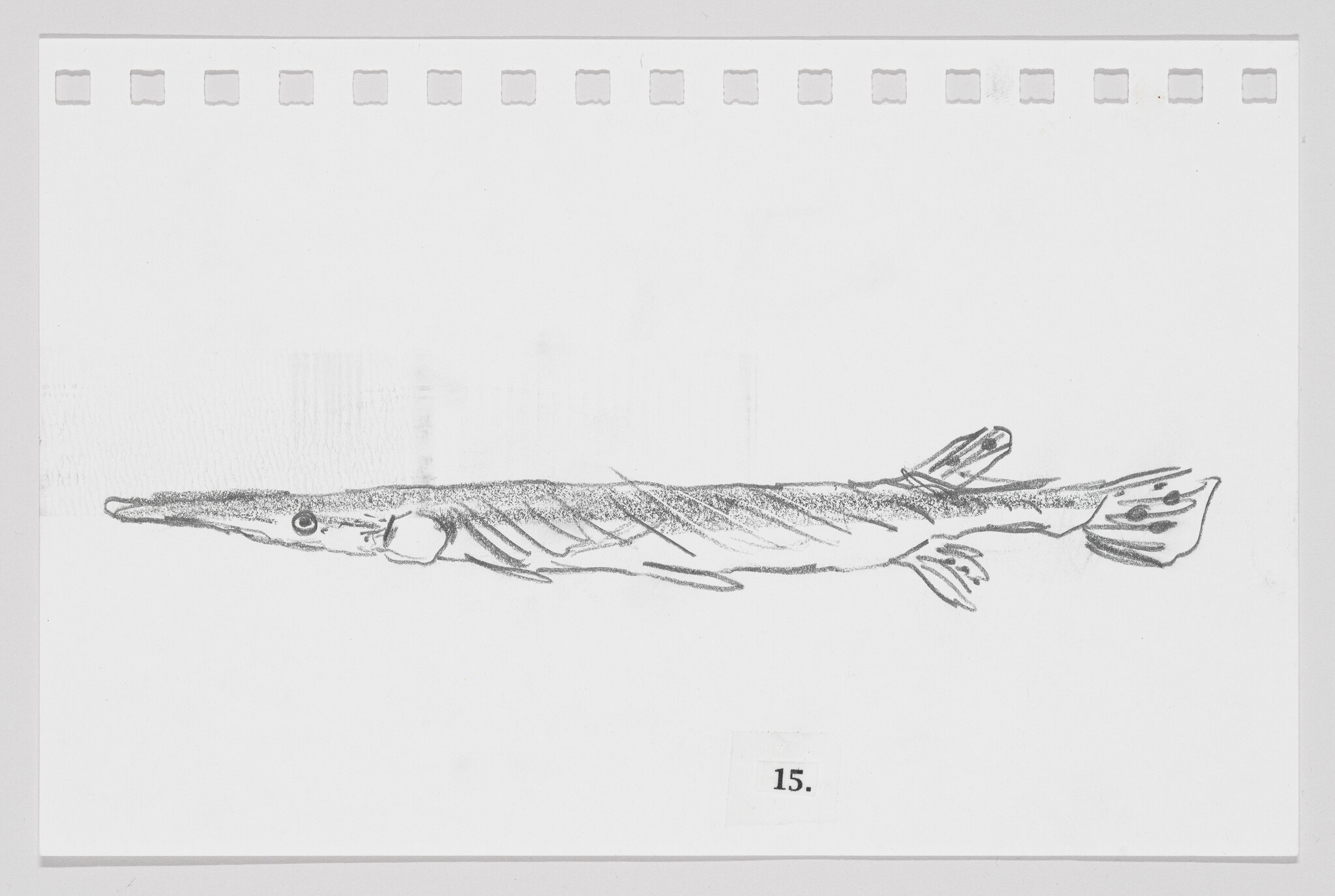 Sketch of a long, slender fish with details indicating fins and scales, on a white background with a numbered label "15."