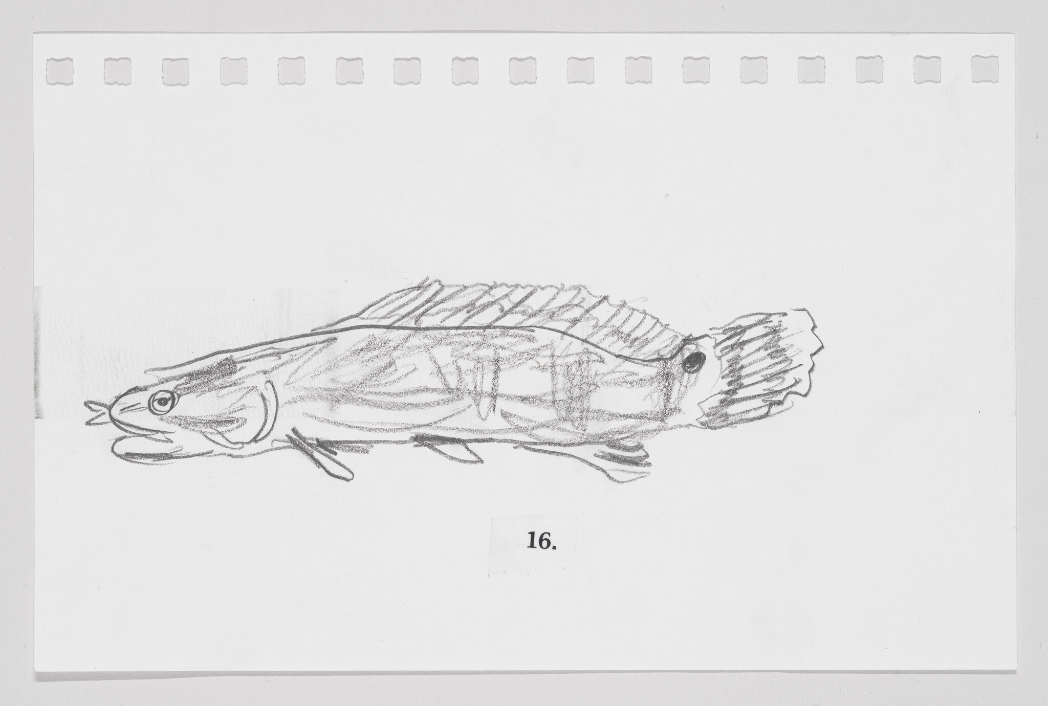 Sketch of a fish on a piece of paper with perforated edges, labeled with the number 16.