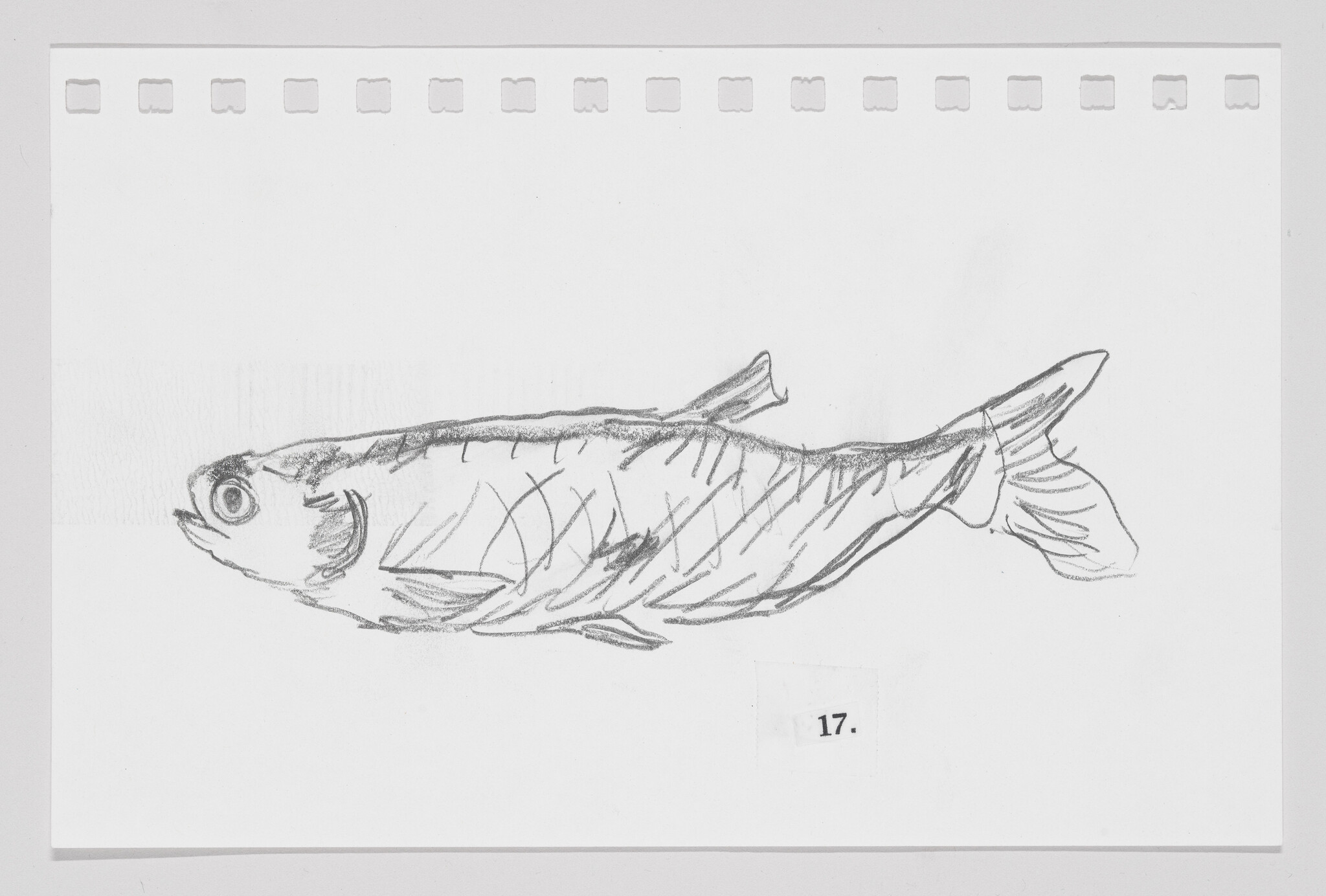Pencil sketch of a fish on a piece of paper with binder holes at the top and the number 17 at the bottom right.