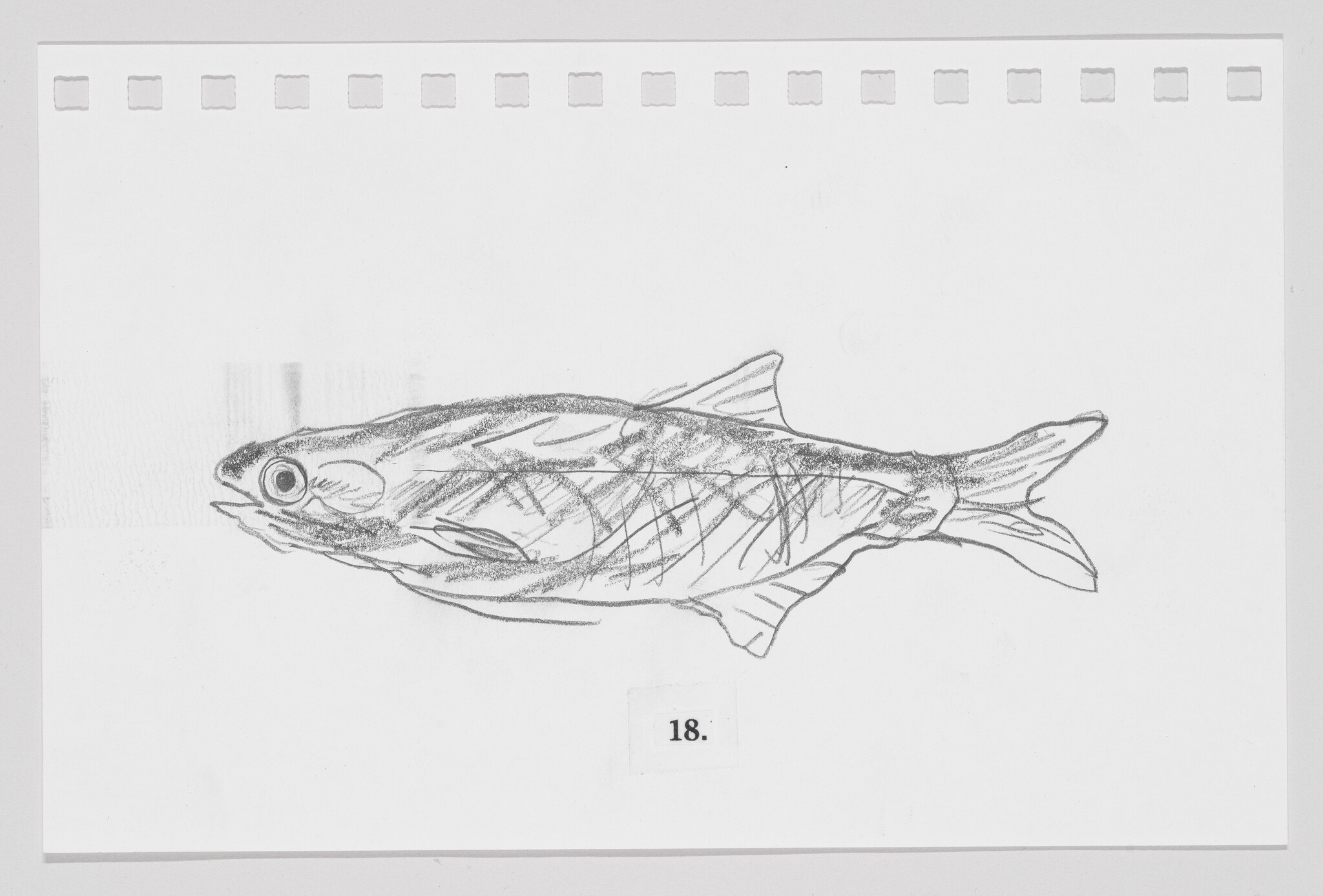 Sketch of a fish on a piece of paper with binder holes at the top and the number 18 at the bottom.